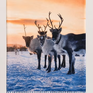 Cashmere skjerf Reinsdyr