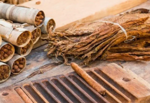 Cuban Oak Tobacco