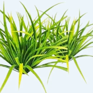 Citronella