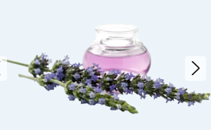 Lavendel