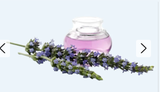 Lavendel