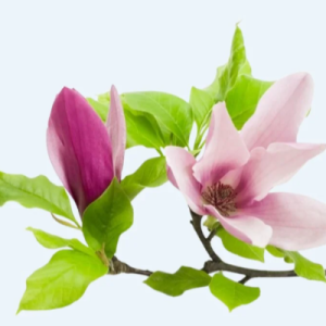 Magnolia