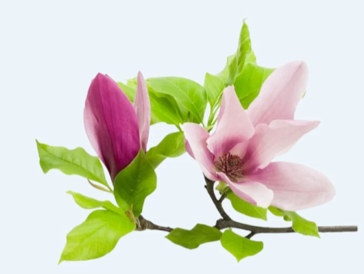 Magnolia