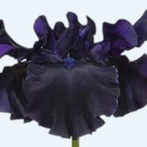 Black iris & Musk